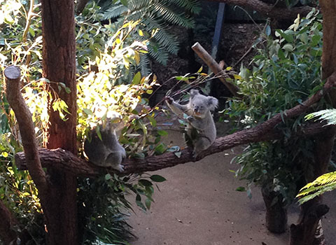 Koalas