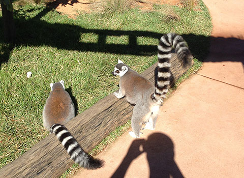 Lemur